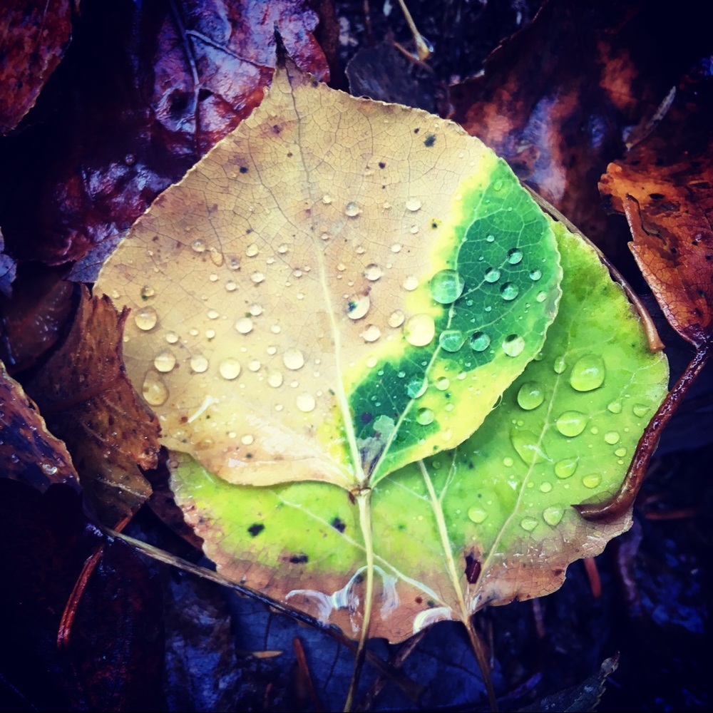 Meet your Posher, Heather